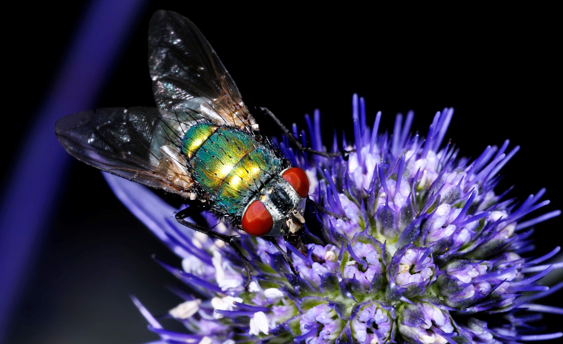 1920 x 1173wall_591ffd68dafe803631d65fa5000a8511.jpg